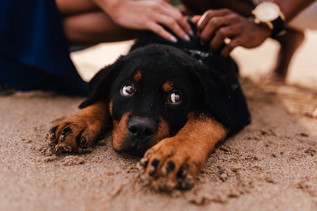 Dicas para Cuidar do seu Pet em Morro de São Paulo