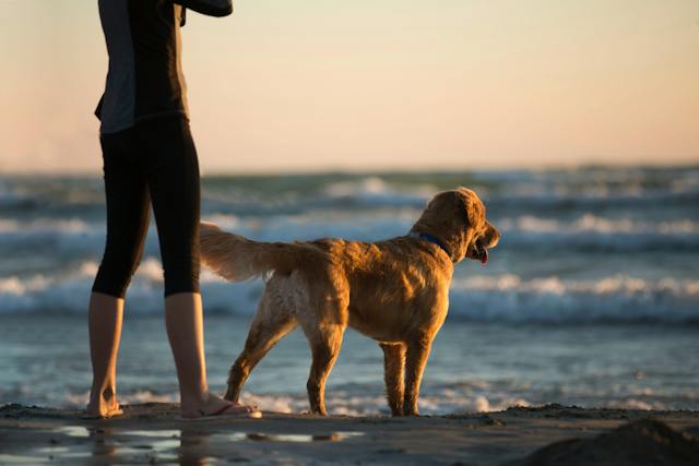 Viagem com pet’s para Morro de São Paulo: Dicas imperdíveis